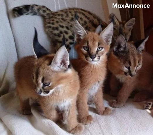 chatons serval et caracal disponibles