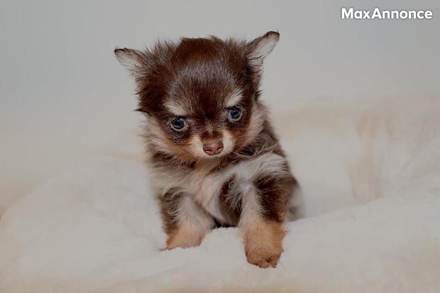 Chihuahua chiot miniature