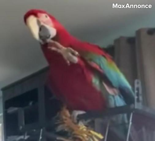 à vendre 2 dorables aras macaw 16 semaines 