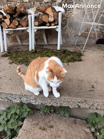 Beau chat croisé angora × européen à adopter 